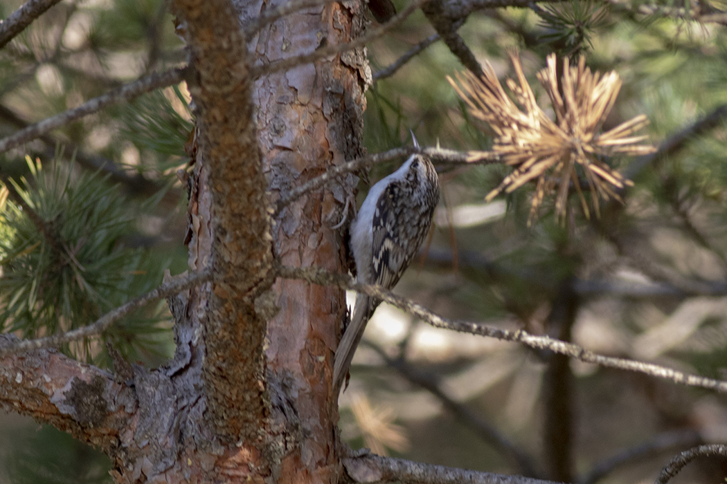 Eurasian Treecreeper